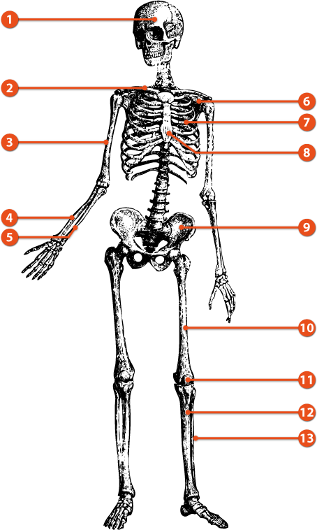 Schéma du squelette humain